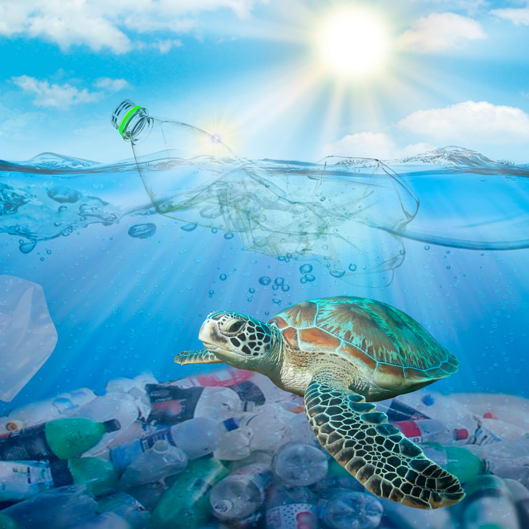 What Plastic Pollution is and Why We Should be Worried